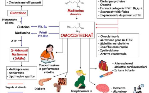 Aumento dell’omocisteina. Solo patologie vascolari?