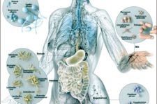 I batteri (microbiota intestinale) possono aiutare a sostenere e a modellare la pelle: ecco come!!!