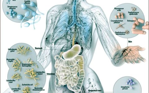 I batteri (microbiota intestinale) possono aiutare a sostenere e a modellare la pelle: ecco come!!!