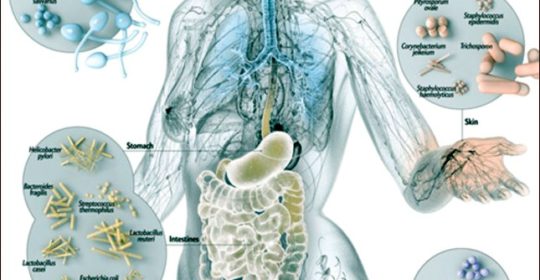 I batteri (microbiota intestinale) possono aiutare a sostenere e a modellare la pelle: ecco come!!!