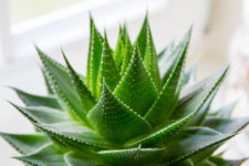 Aloe Vera: un nutraceutico, un prebiotico adiuvante nelle lesioni cutanee croniche