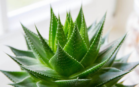 Aloe Vera: un nutraceutico, un prebiotico adiuvante nelle lesioni cutanee croniche