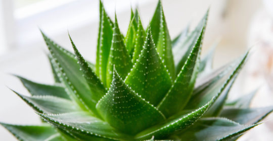 Aloe Vera: un nutraceutico, un prebiotico adiuvante nelle lesioni cutanee croniche