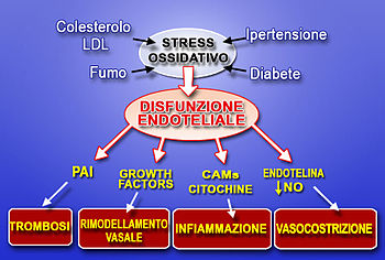 Olio extravergine di oliva e i benefici sul sistema vascolare